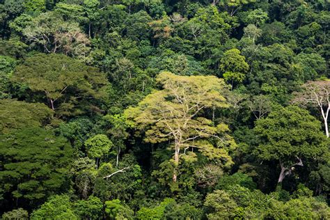 congo basin forest